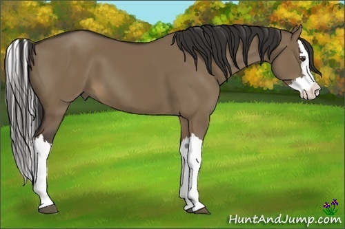 Horse Color:Liver Red Dun Splash