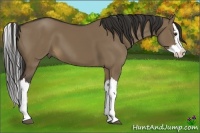 Horse Color:Liver Red Dun Splash 