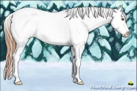 Horse Color:Classic Champagne Dun Appaloosa 
