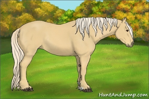 Horse Color:Palomino Rabicano