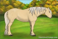 Horse Color:Palomino Rabicano 