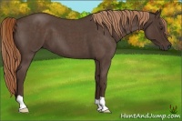 Horse Color:Liver Red Roan 