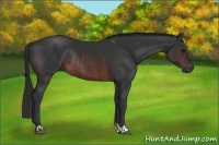 Horse Color:Brown Rabicano  and Brown Rabicano 