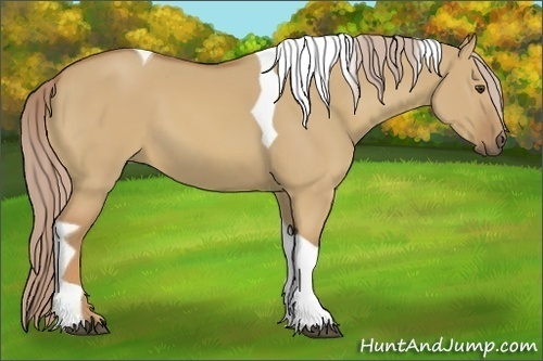Horse Color:Palomino Dun Tobiano 