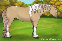 Horse Color:Palomino Dun Tobiano 