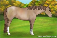 Horse Color:Black Pearl 