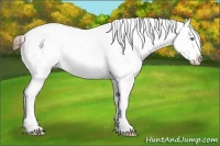 Horse Color:White Spotted Bay Ice Pearl Appaloosa 