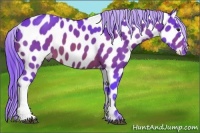 Horse Color:Watercolor Bay Appaloosa 