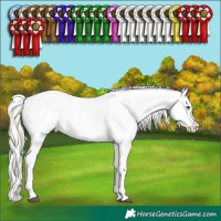 Horse Color:Chocolate Palomino Appaloosa and Silver Buckskin Appaloosa