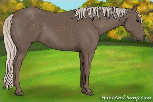 Horse Color:Silver Black
