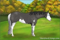 Horse Color:Black Sabino Splash