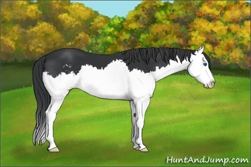 Horse Color:Black Sabino Splash 