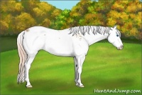 Horse Color:Chestnut Sabino Splash 
