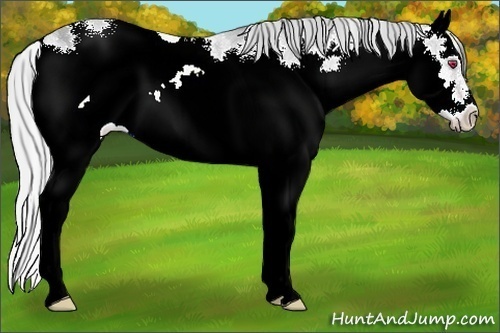 Horse Color:Silver Amber Champagne Chinchilla Ice Sabino Splash Frame