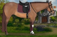 Horse Color:Chocolate Buckskin 