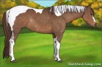 Horse Color:Liver Chestnut Tobiano 