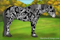 Horse Color:Black Sabino Frame Appaloosa