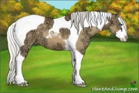 Horse Color:Silver Buckskin Ice Dun Splash Tobiano