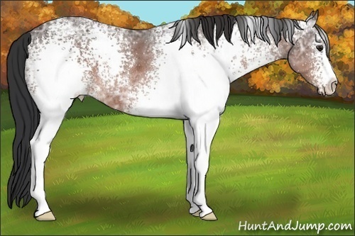 Horse Color:White Spotted Bay Ice 