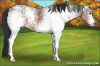 Horse Color:White Spotted Bay Ice 