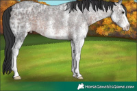 Horse Color:White Spotted Brown Ice