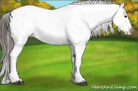 Horse Color:Liver Chestnut Appaloosa Rabicano