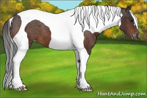 Horse Color:Brown Tobiano Varnish