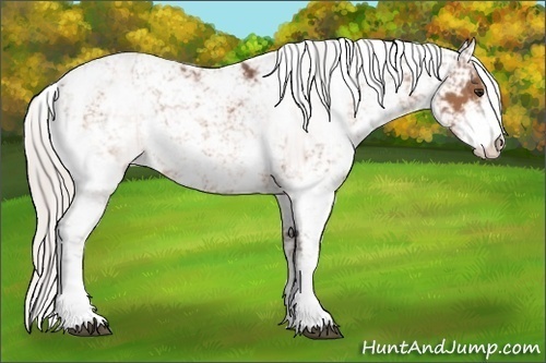 Horse Color:Silver Bay Sabino 
