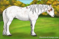 Horse Color:Silver Bay Sabino 