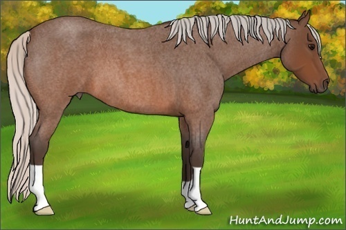 Horse Color:Silver Brown Roan 