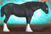 Horse Color:Black 