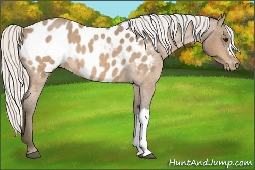Horse Color:Silver Buckskin Roan Near Leopard 