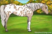 Horse Color:Silver Buckskin Roan Near Leopard 