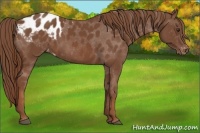 Horse Color:Chestnut Appaloosa 