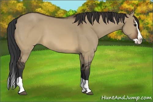 Horse Color:Brown Dun Splash 