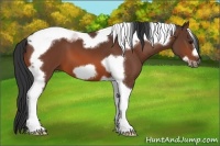 Horse Color:Bay Tobiano Frame
