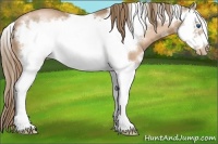 Horse Color:White Spotted Liver Chestnut Pearl Sabino Splash Frame Rabicano