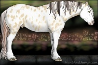 Horse Color:White Spotted Amber Champagne Dun Splash Appaloosa