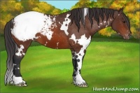 Horse Color:White Spotted Bay Snowcap 