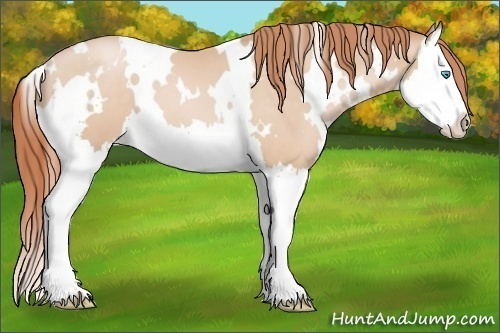 Horse Color:White Spotted Buckskin Pearl Splash 