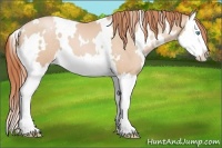 Horse Color:White Spotted Buckskin Pearl Splash 