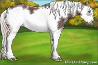 Horse Color:White Spotted Silver Black Sabino Splash Frame