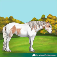 Horse Color:White Spotted Silver Bay Tobiano 