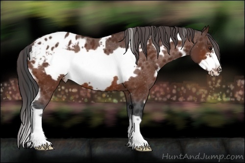 Horse Color:White Spotted Bay Frame Varnish 