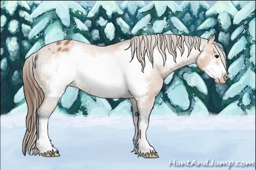 Horse Color:Bay Frame Appaloosa