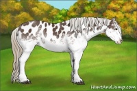 Horse Color:White Spotted Liver Chestnut Sabino Near Leopard