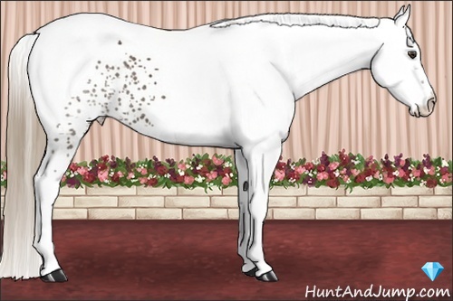 Horse Color:White Spotted Liver Chestnut 