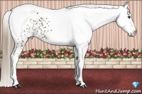 Horse Color:White Spotted Liver Chestnut 