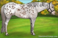 Horse Color:White Spotted Liver Chestnut Ice Appaloosa 
