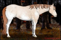 Horse Color:White Spotted Buckskin Ice Pearl
